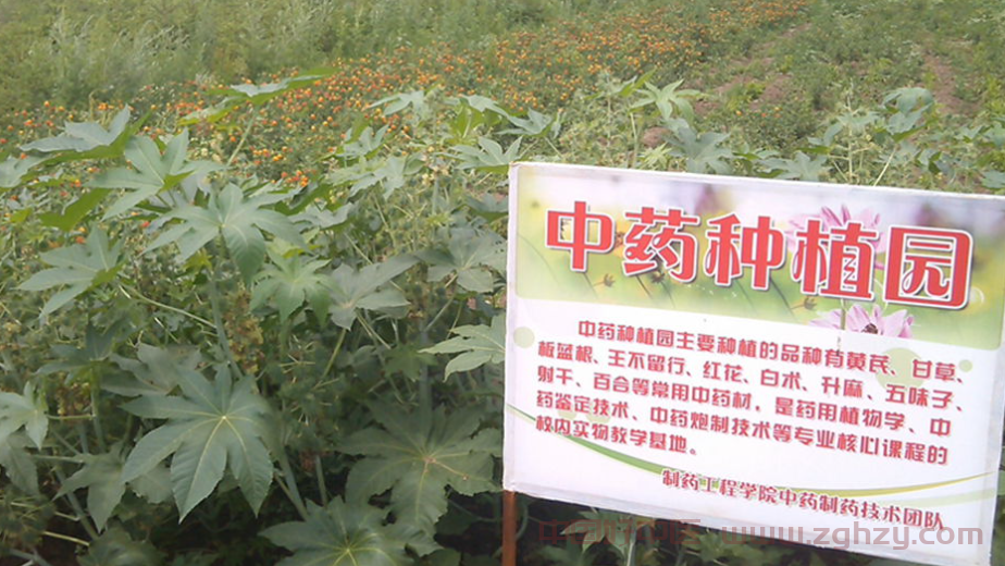 中医药项目成政府招投热点！全国多个中药材项目落地
