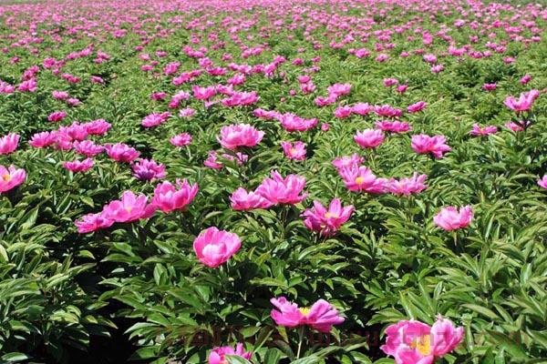 政策加持行情利好：多因素或促中草药种植或将进入黄金三年