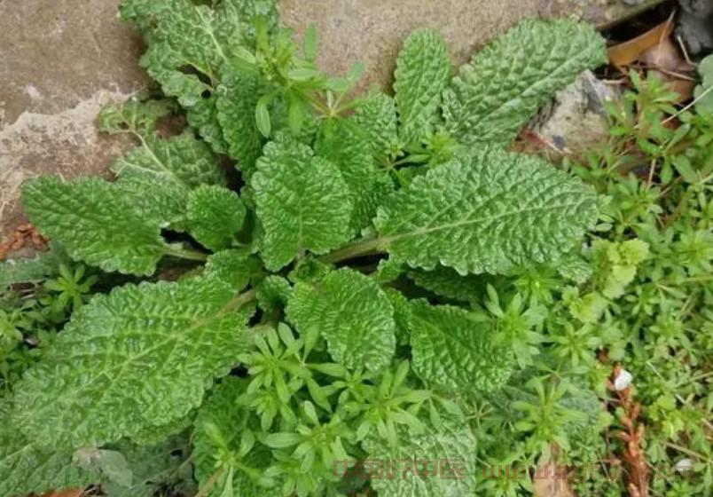 现代神农尝百草：广东省推进挖掘鲜药应用于中医院临床