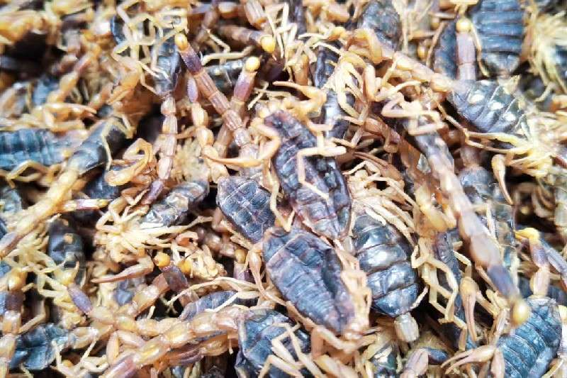 河南洛阳全蝎走势快 价格有所反弹