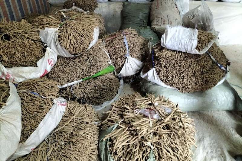 重庆市县奉节县板党党参价格有所上升
