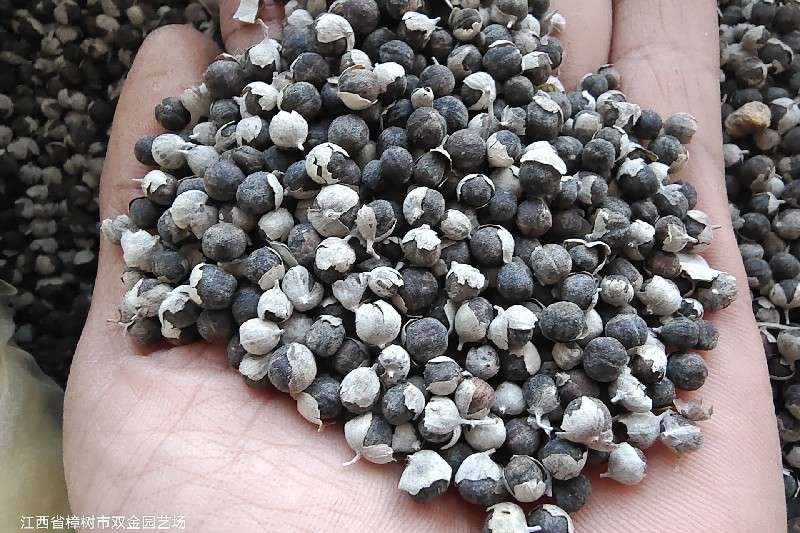 江西省宜春市樟树市蔓荆子走势缓慢