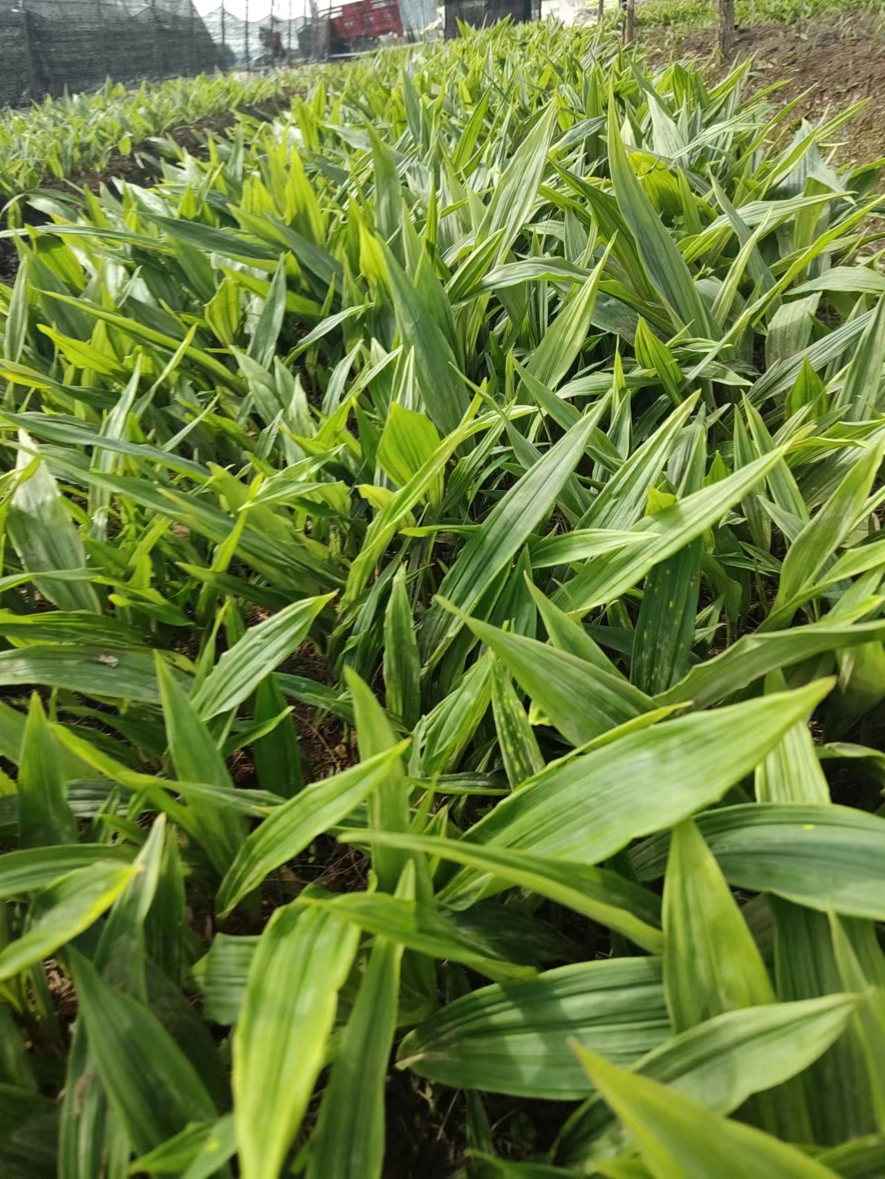 贵州省黔南州都匀市毛慈菇走动快