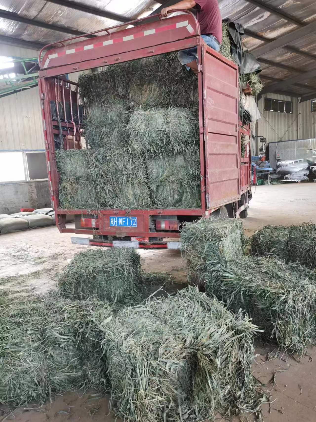 贵州产地淡竹叶目前走势畅快 贵州产地淡竹叶目前走势畅快