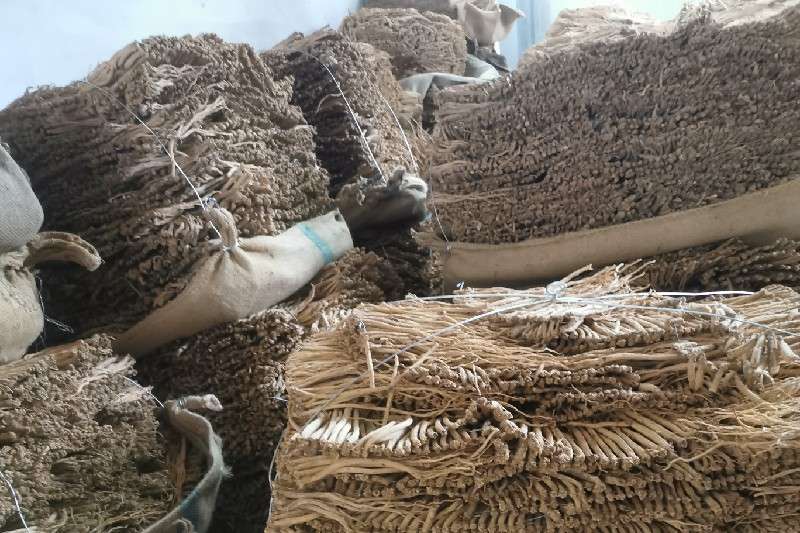 甘肃省定西市岷县党参走势畅快 甘肃省定西市岷县党参走势畅快