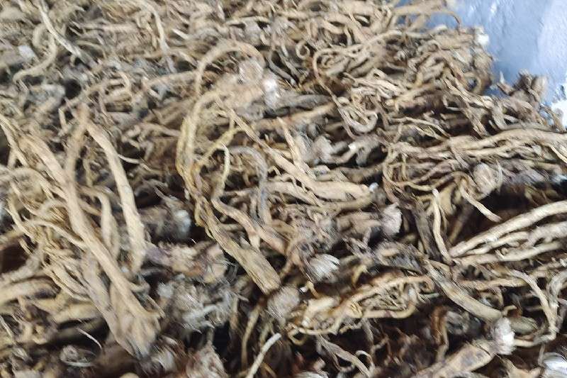 云南省丽江市玉龙县秦艽走动较快 云南省丽江市玉龙县秦艽走动较快