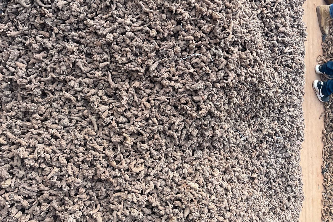 2月13日云南省文山市三七回升畅销