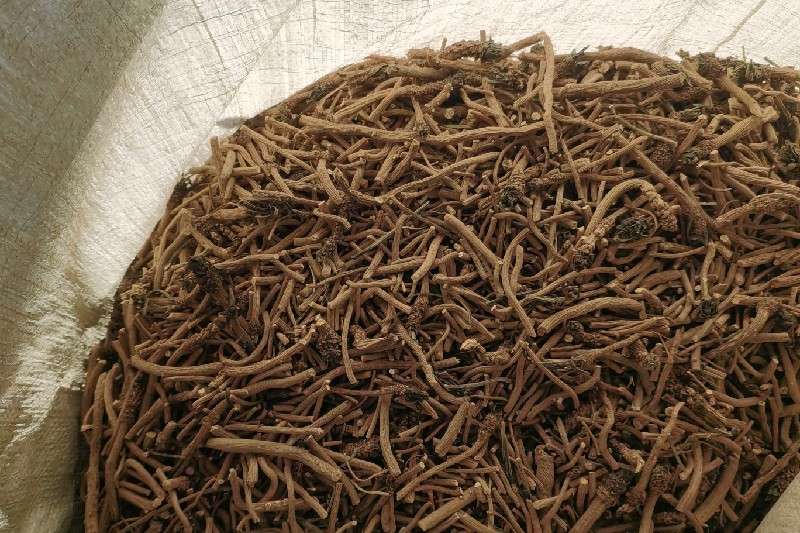 黑龙江省大庆市大同区 板蓝根行情稳定 黑龙江省大庆市大同区 板蓝根行情稳定