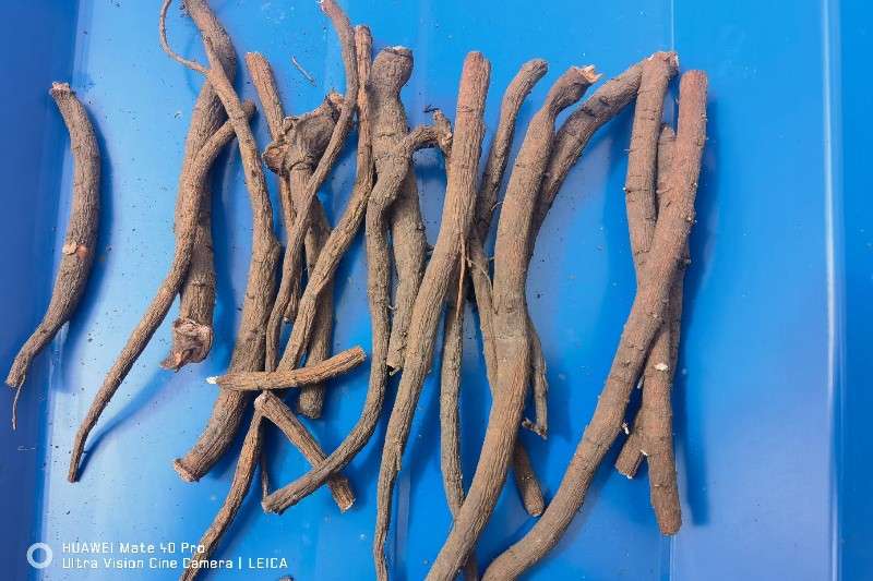 内蒙古呼伦贝尔市海拉尔区 赤芍 走势稳定