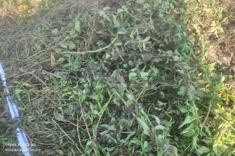 湖北省宜昌市当阳市薄荷走势稳定