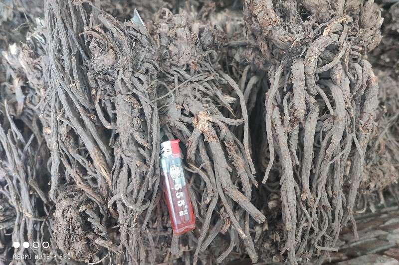 甘肃省临夏回族自治州和政县 羌活走势畅快