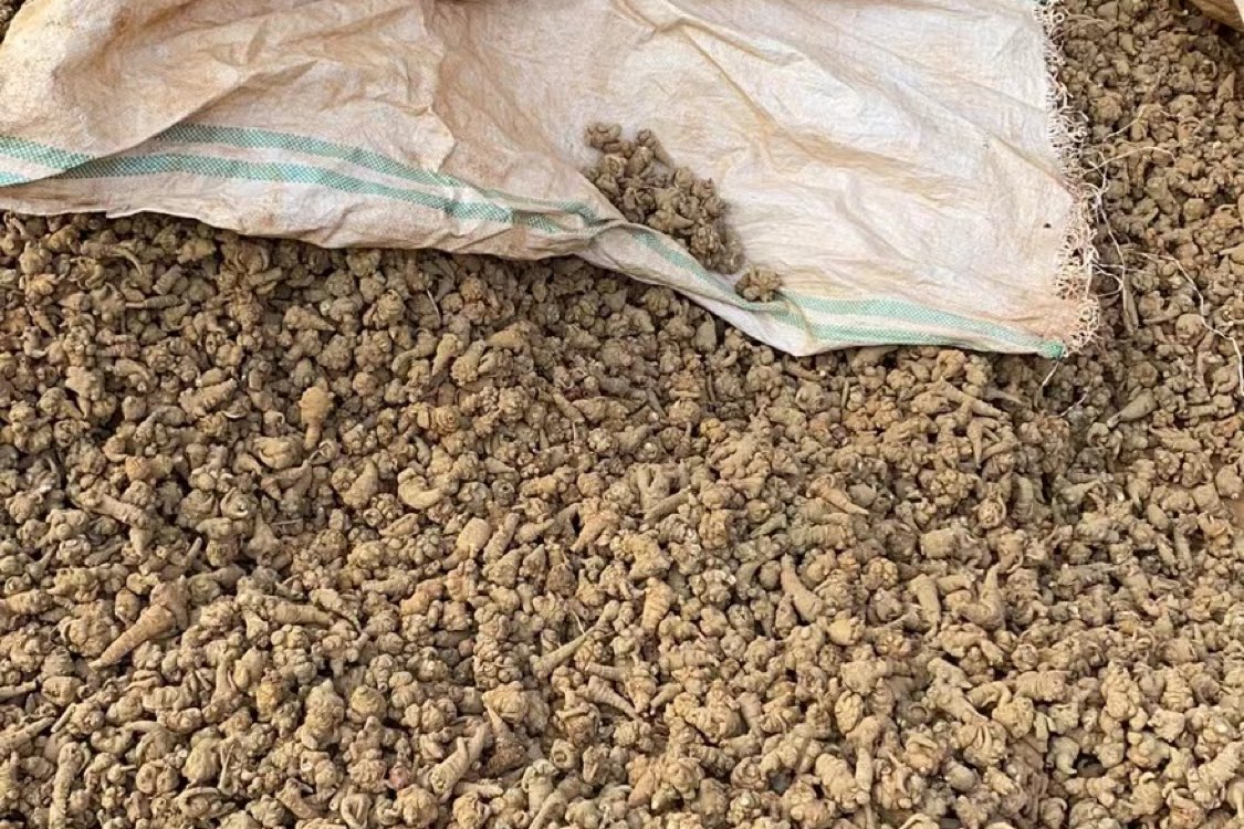 云南省文山市三七走势畅快，货源充足