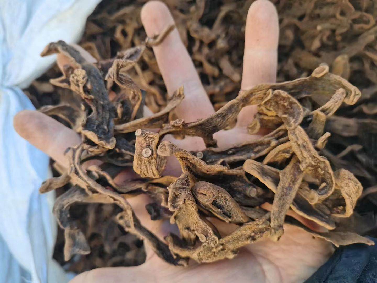 贵州产地骨碎补目前走势稳定 贵州产地骨碎补目前走势稳定