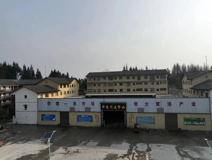 重庆石柱黄连行情趋势以稳为主 重庆石柱黄连行情趋势以稳为主