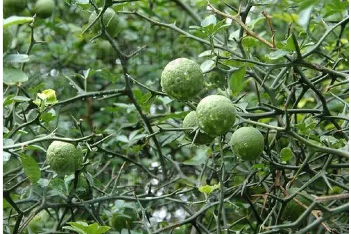 江西省新干县正宗商州枳实行情坚挺 江西省新干县正宗商州枳实行情坚挺