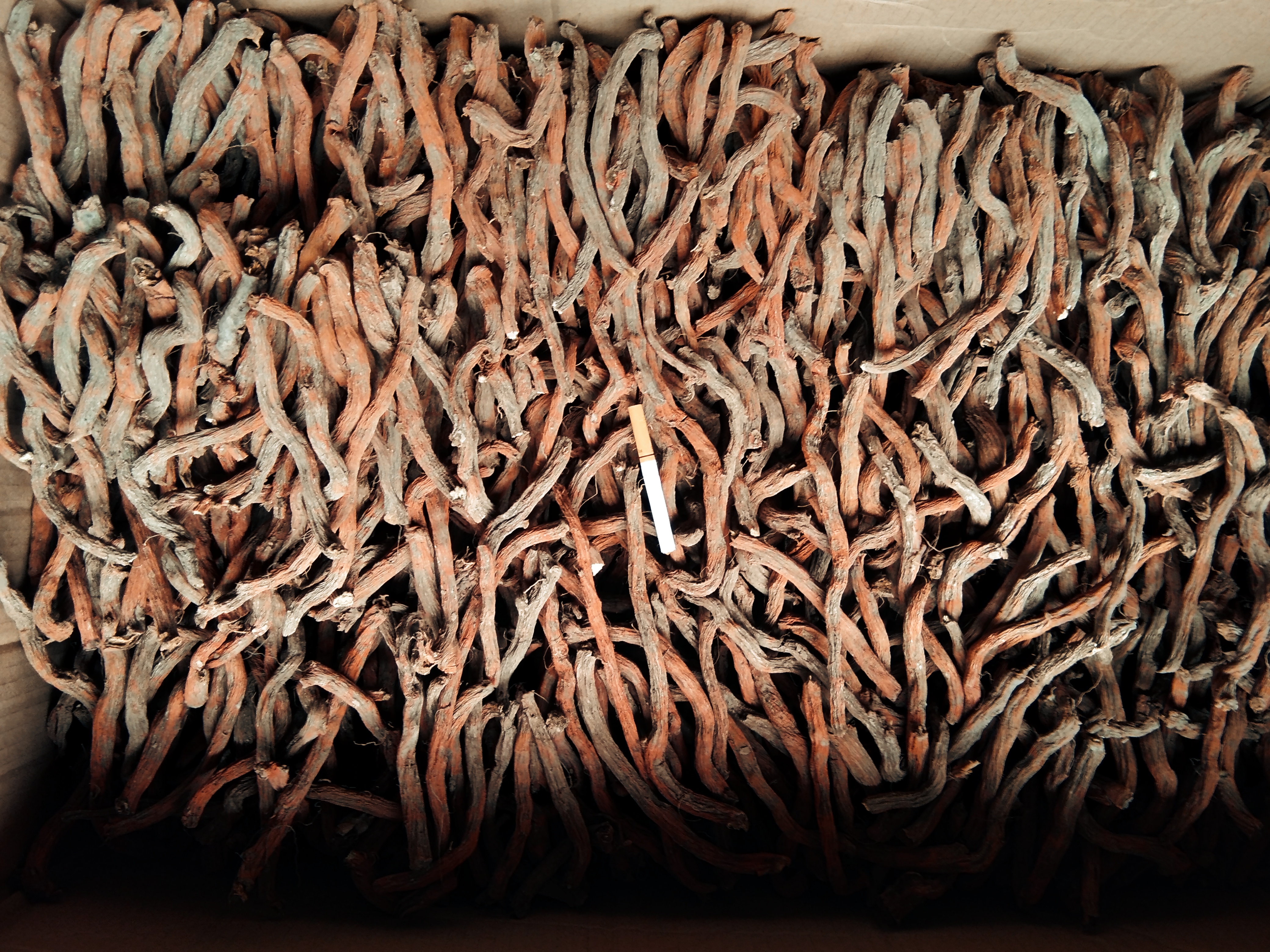 四川省德阳市中江丹参近期走动加快,寻货商家增多 四川省德阳市中江丹参近期走动加快,寻货商家增多