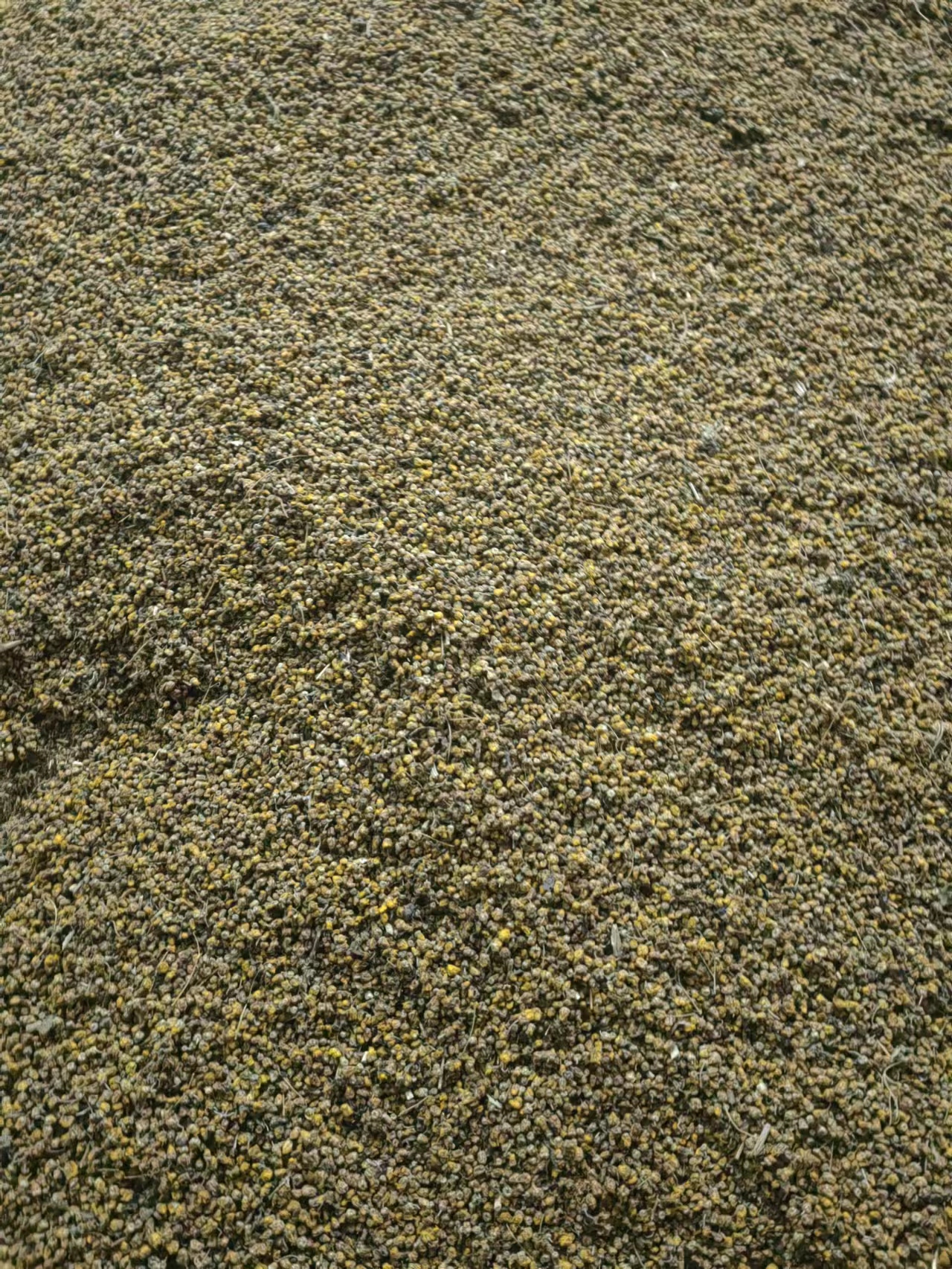 河南信阳野菊花目前产地货源较多